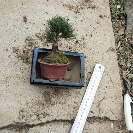 红陶精品矮霸老桩松树