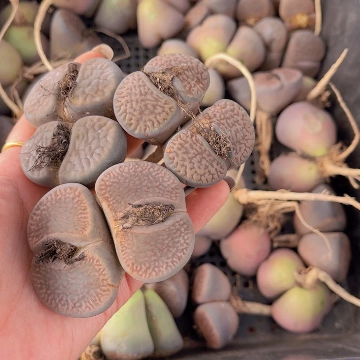 三颗富贵8888888888888