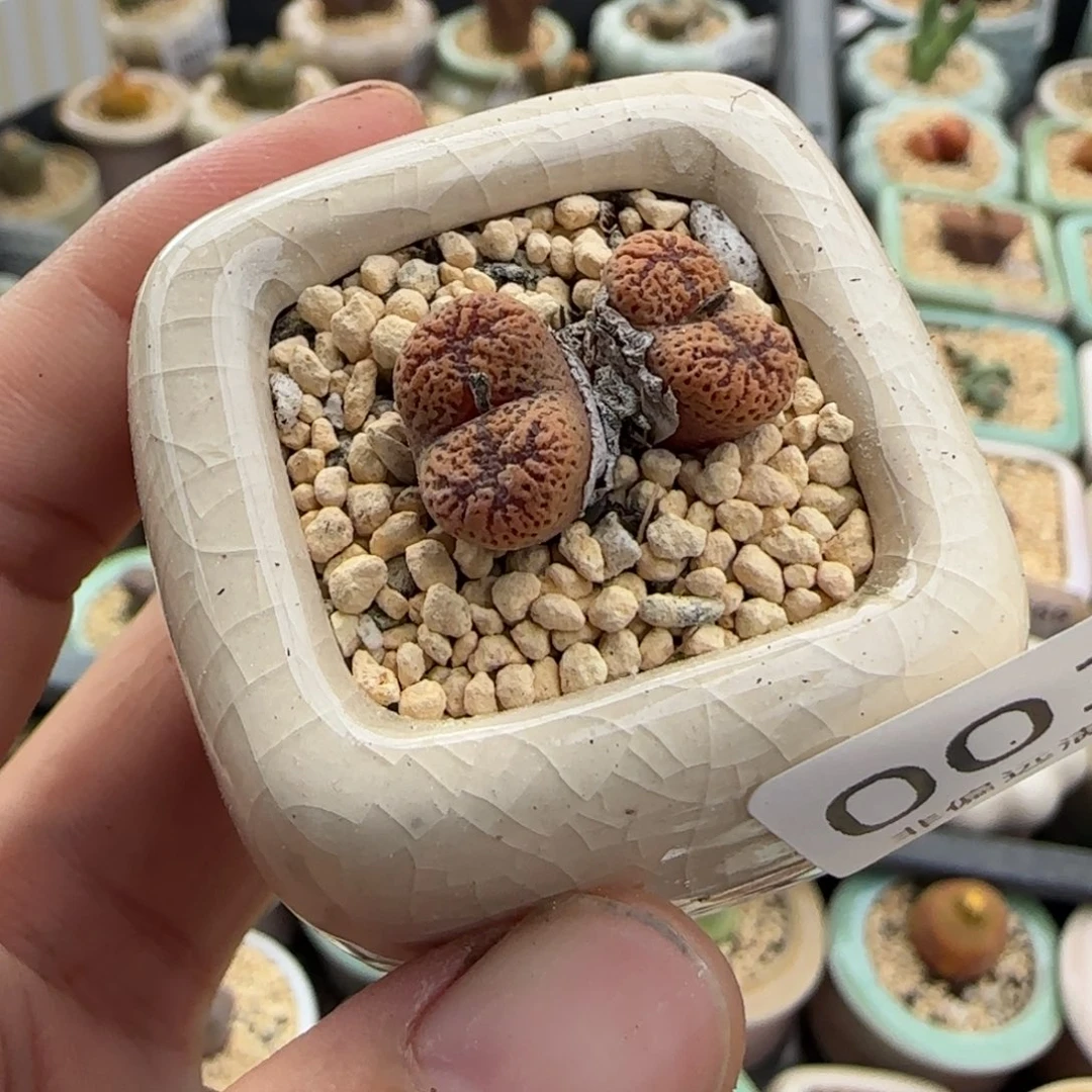 0032--一物一拍 带盆