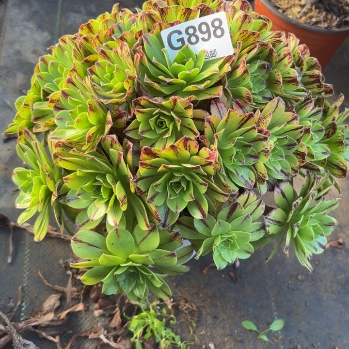 瑞妈多肉植物。898必火