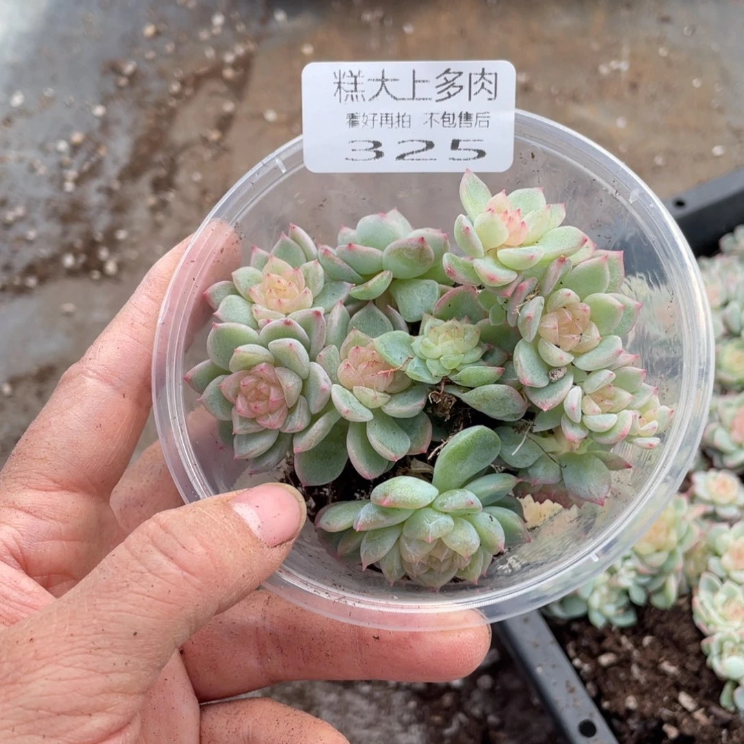 糕大上多肉植物325
