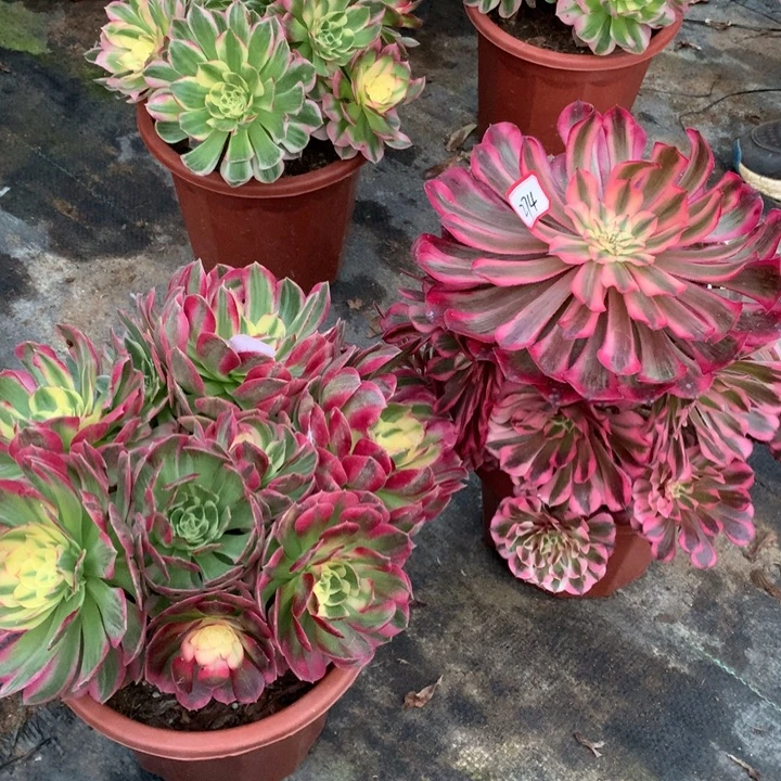 不包损274号海王红铜