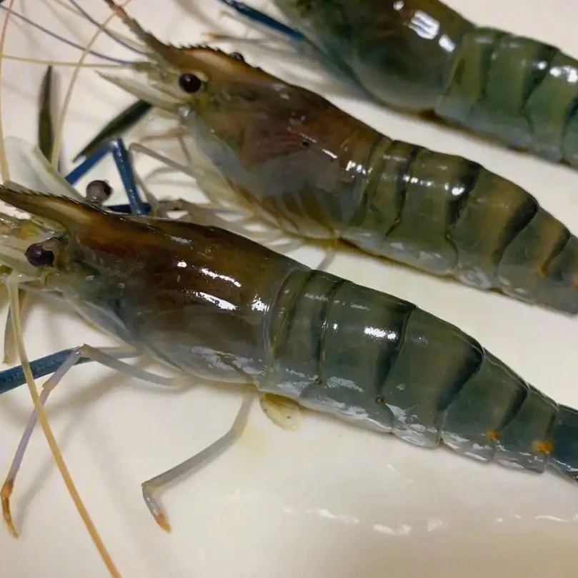 新鲜罗氏虾  鲜活发货 【不包活】