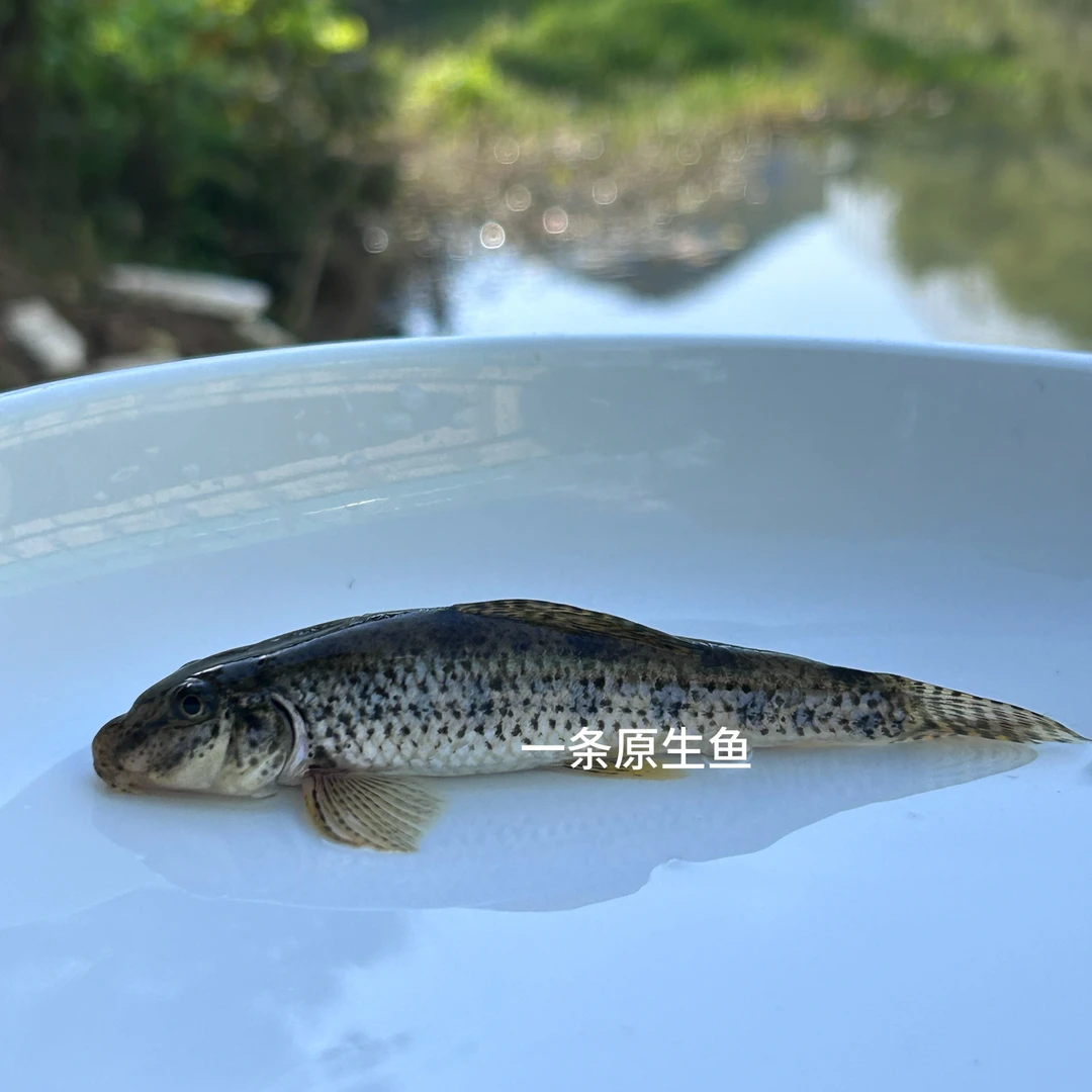 鱼缸清道夫棒花鱼清理鱼缸食物残渣碎屑底层翻砂鱼