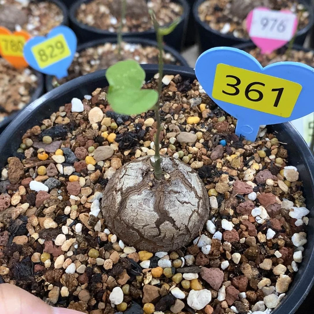 南非龟甲龙龟甲龙