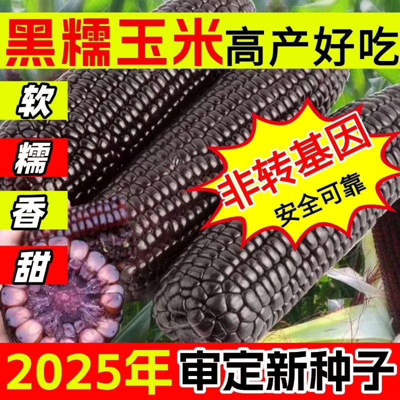 好吃黑玉米黑糯米糯玉米种子大全多种菜种子秋冬播种优选推荐