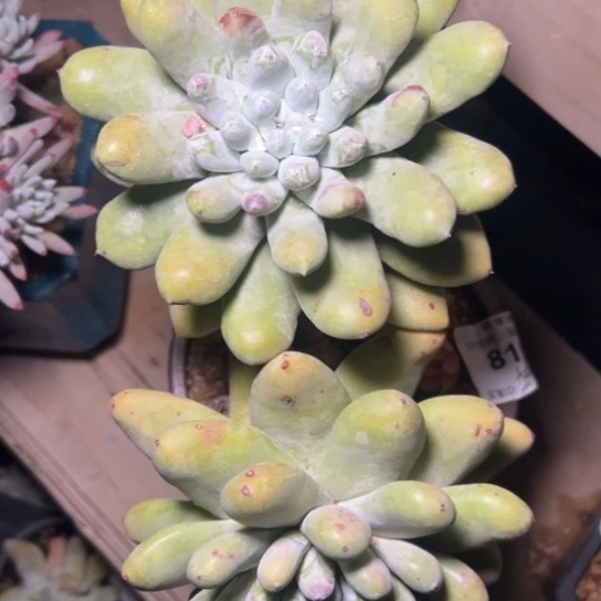 P*Z谢谢姐姐～原产地绿底拇指7518