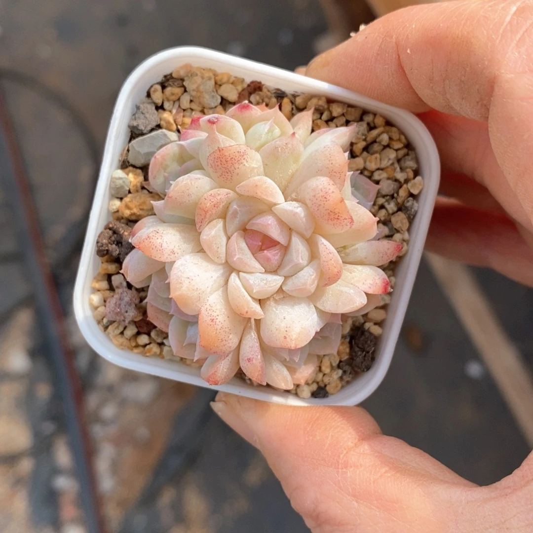 精品多肉一物一拍不包整52