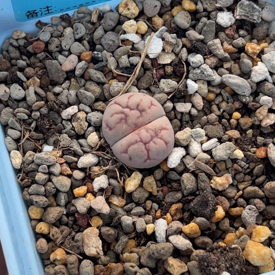 3359女娲石一颗。