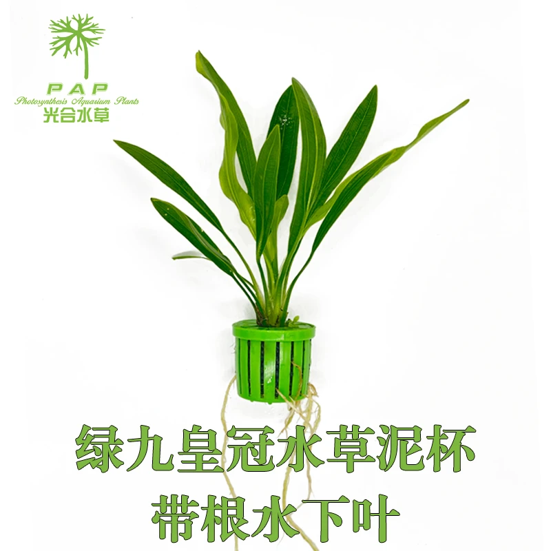 大绿九皇冠水草泥杯带根水下叶光合水草