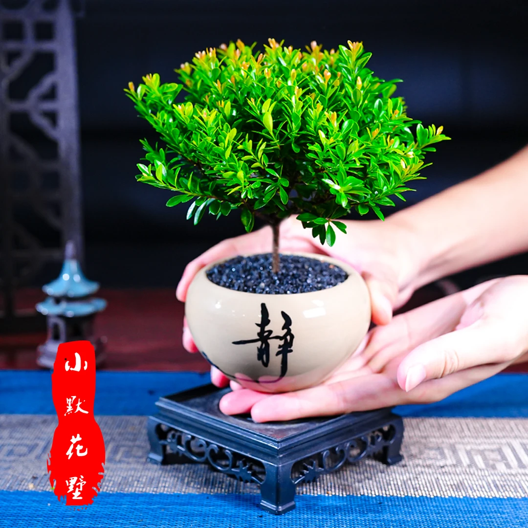 小叶赤楠盆景中式桌面盆栽室内客厅绿植花卉微景观好养植物会开花