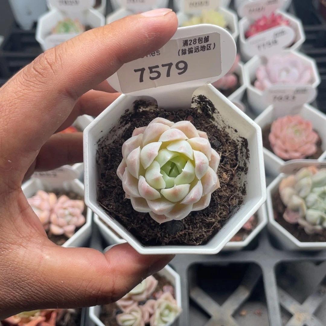 7579白月影4.0厘米