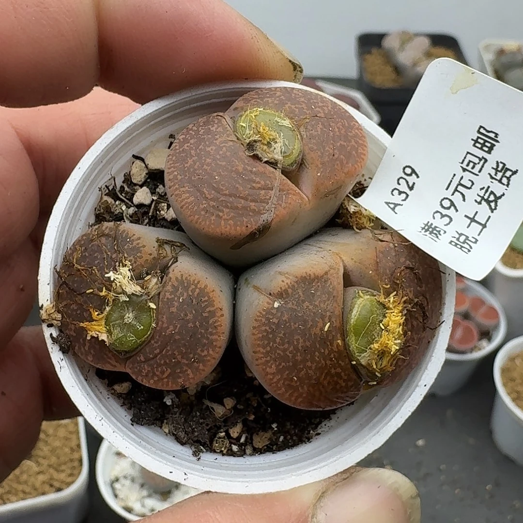 329多肉哈哈哈哈哈哈