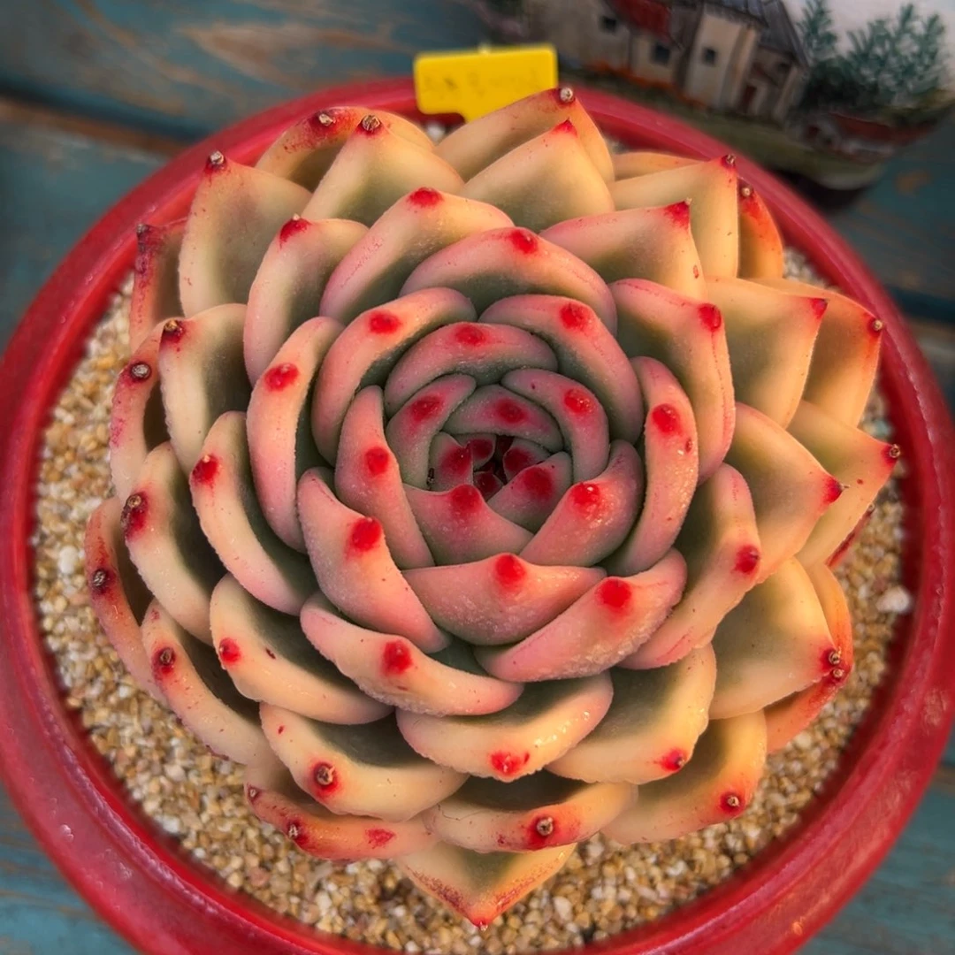 多肉一物一拍0119-绝迹锦