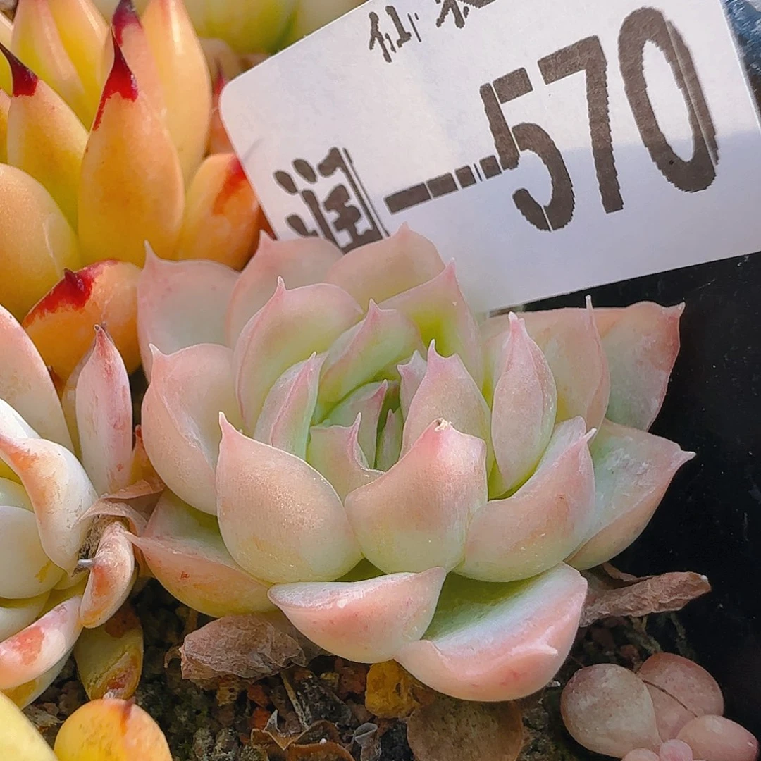 七代，570，仙农出品