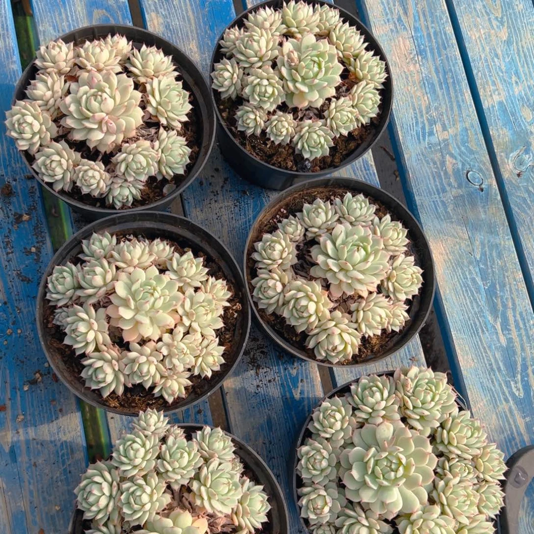 静夜多肉，满18包邮