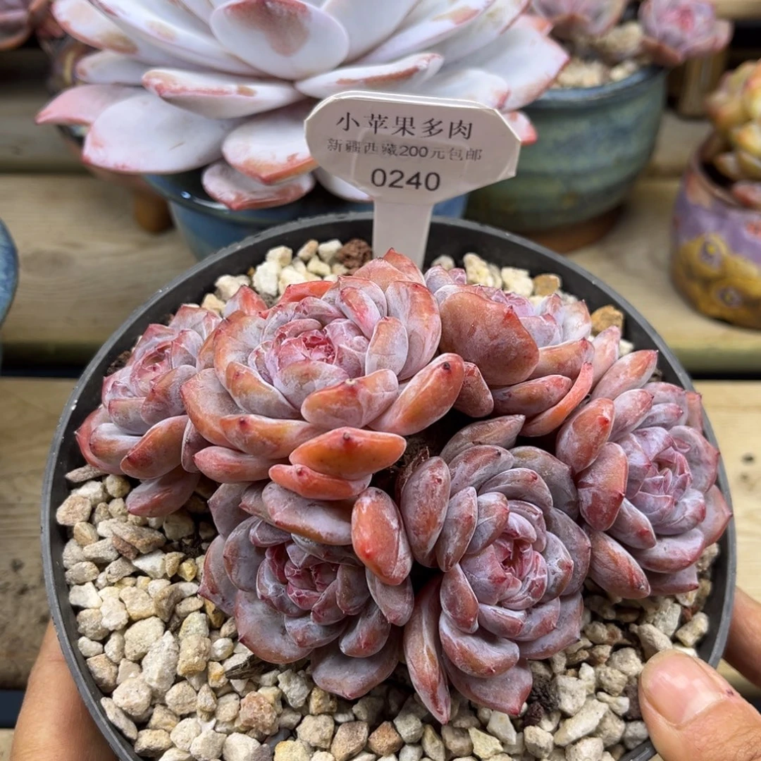 绿底紫心240/14cm6头