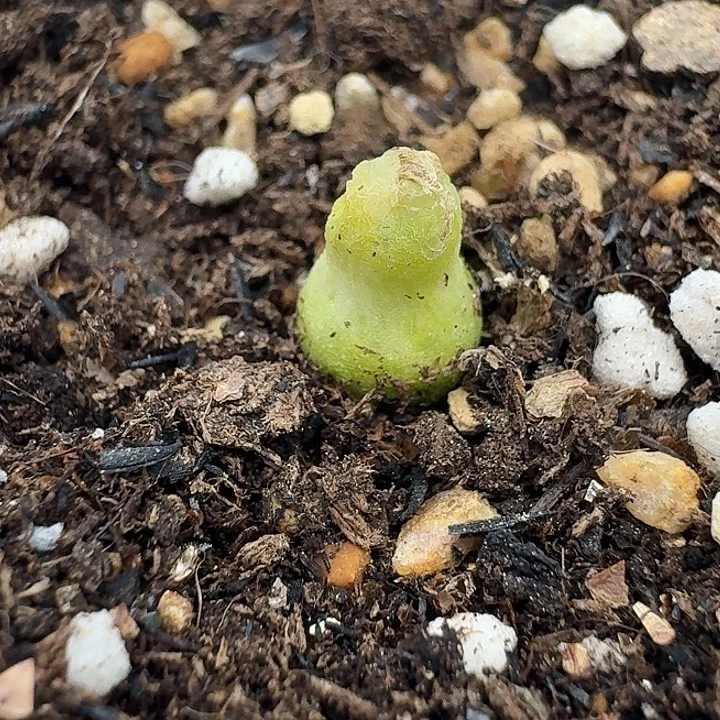 1老马生石花小葫芦2422