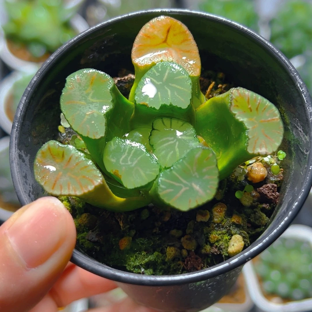 红纹大境万象多肉一颗