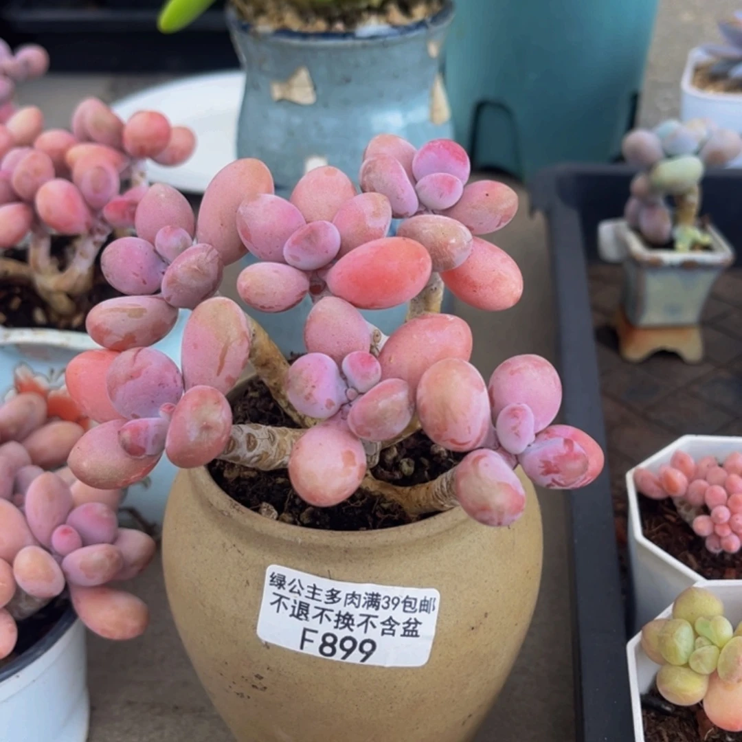 899-糖果桃蛋多肉10cm