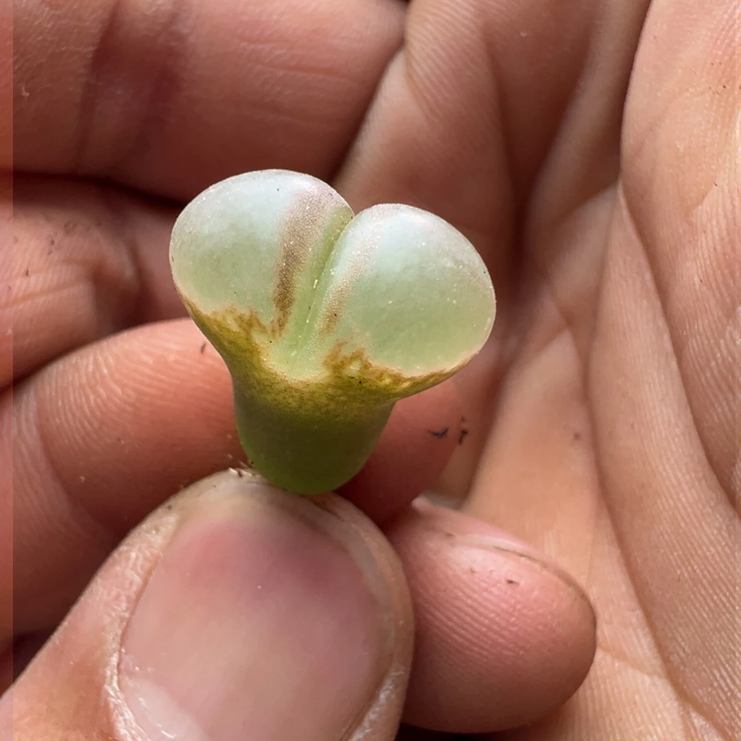 230优选1802.1黑眼豆豆