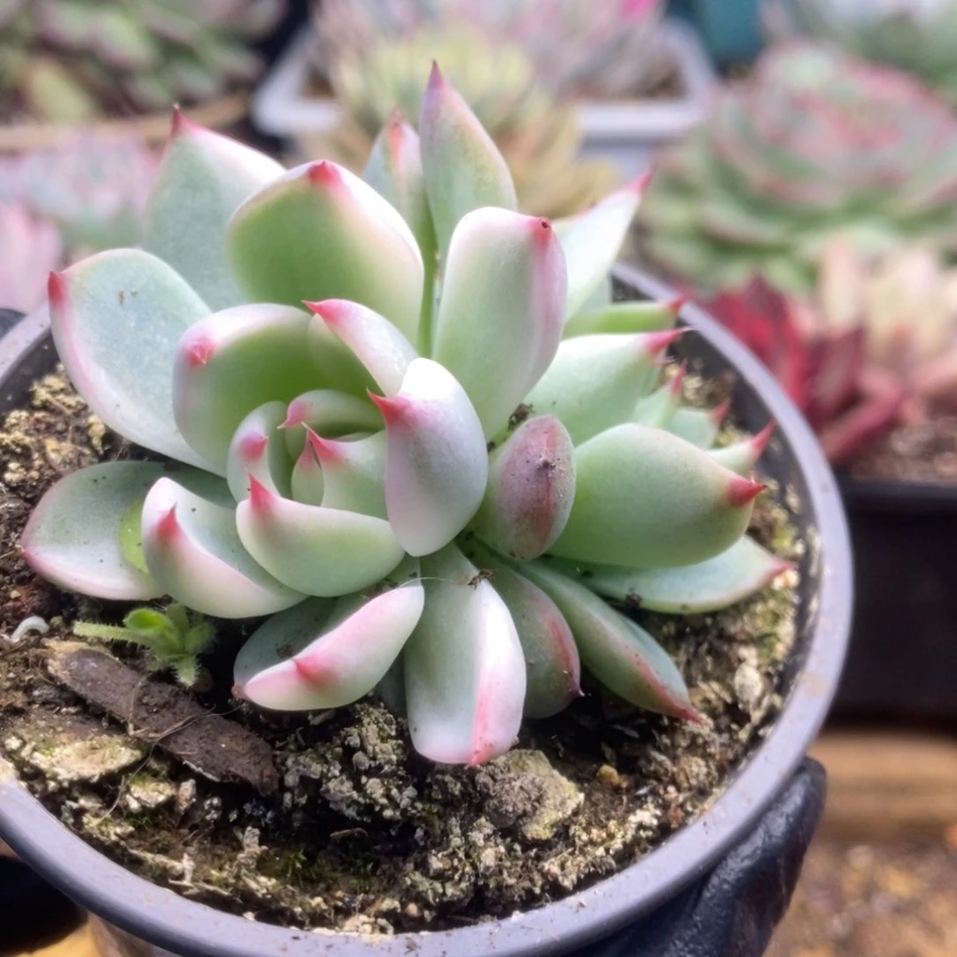 740锦锦锦锦锦锦锦