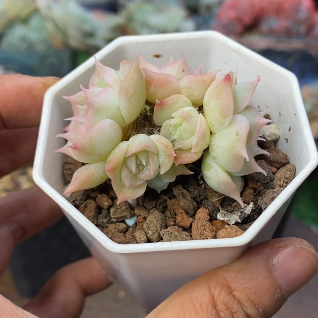 外翻叶睫毛杂交控养群清棚