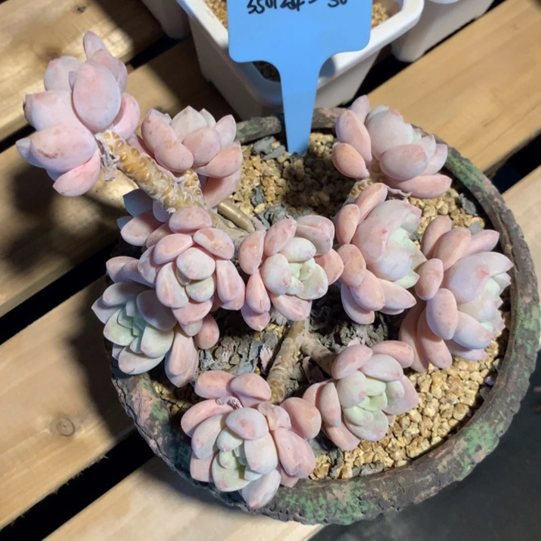 自****司350124-50露凝香