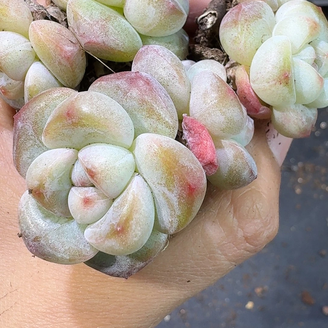 34号到手5颗，双头白底冰玉