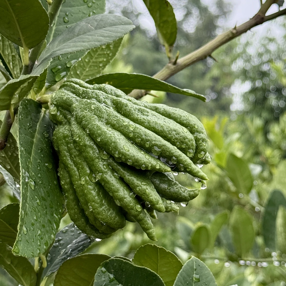 新鲜现摘带枝佛手柑可水培观赏闻香食用的室内绿植