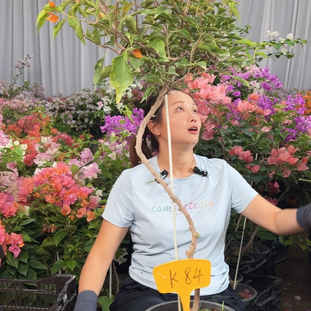 木***敏完全开放K84橙桑巴