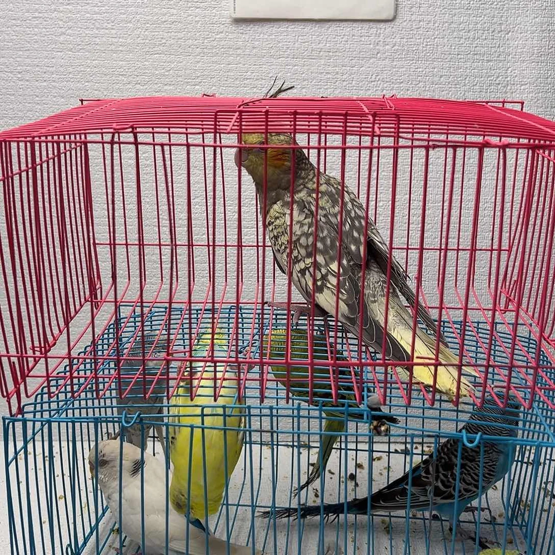 g***y玄凤鹦鹉/鸡尾鹦鹉旋风鹦鹉珍珠1只