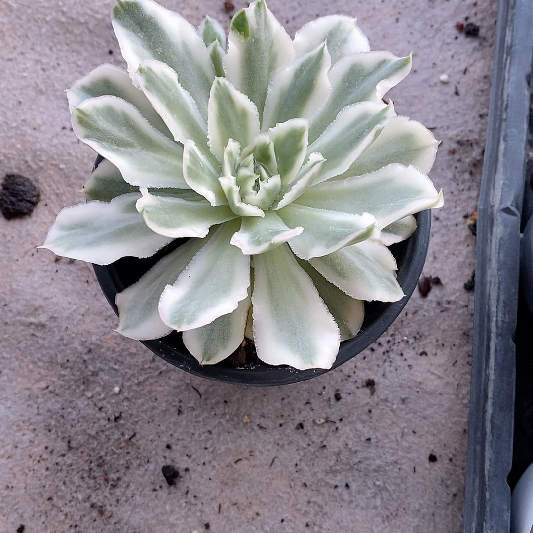 紫蝴蝶锦多肉植物老桩