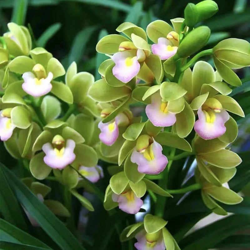 【香兰】3-4花剑起带花苞兰花四季常青室内花卉好养花期长久代