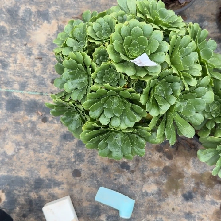 902绿玫瑰包邮。