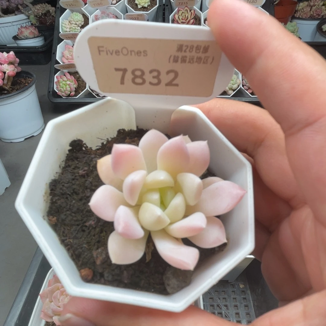 17832白雪4.5厘米