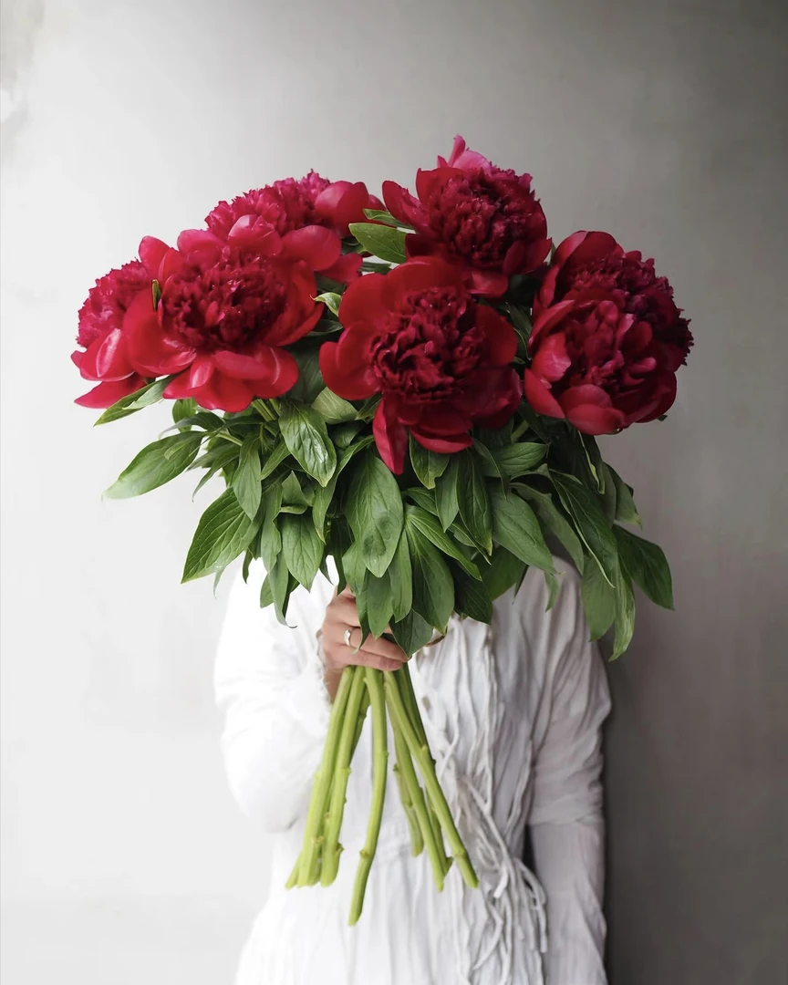 【芍药】红色魅力芍药 | 云南基地直发