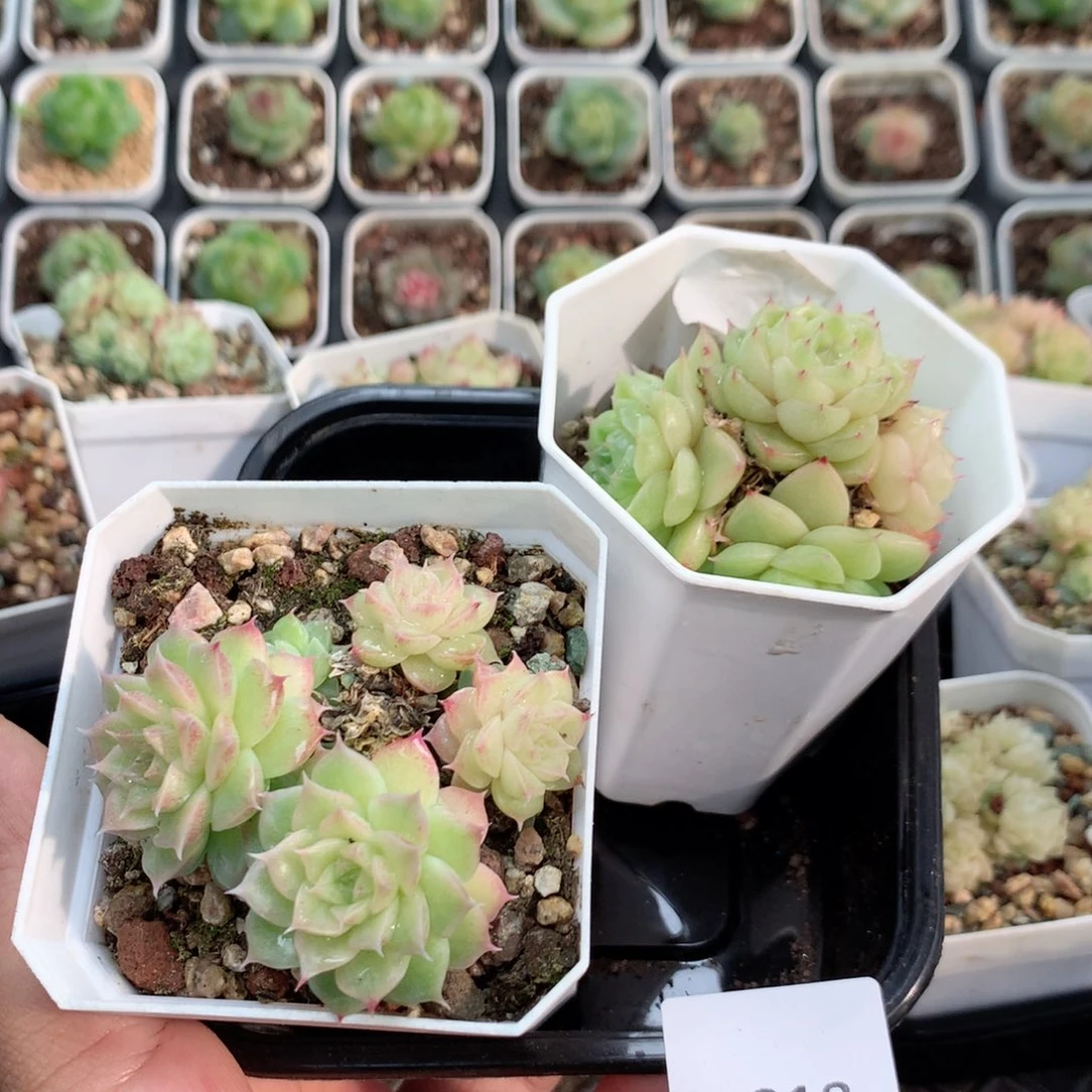 无花朵R213英语英语