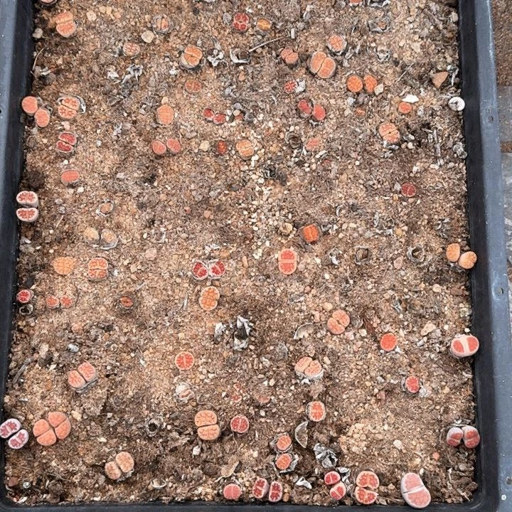 生石花11111。   327