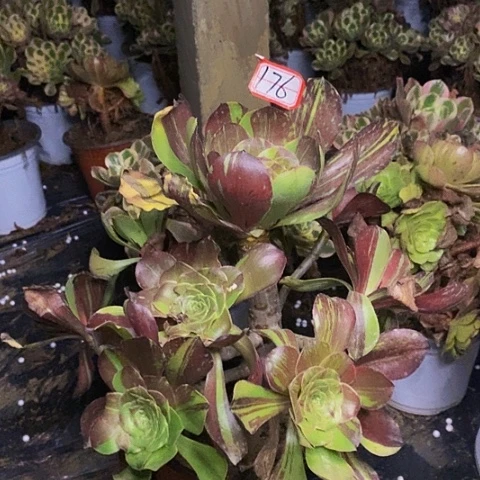 无毒拉丝老桩捧花176