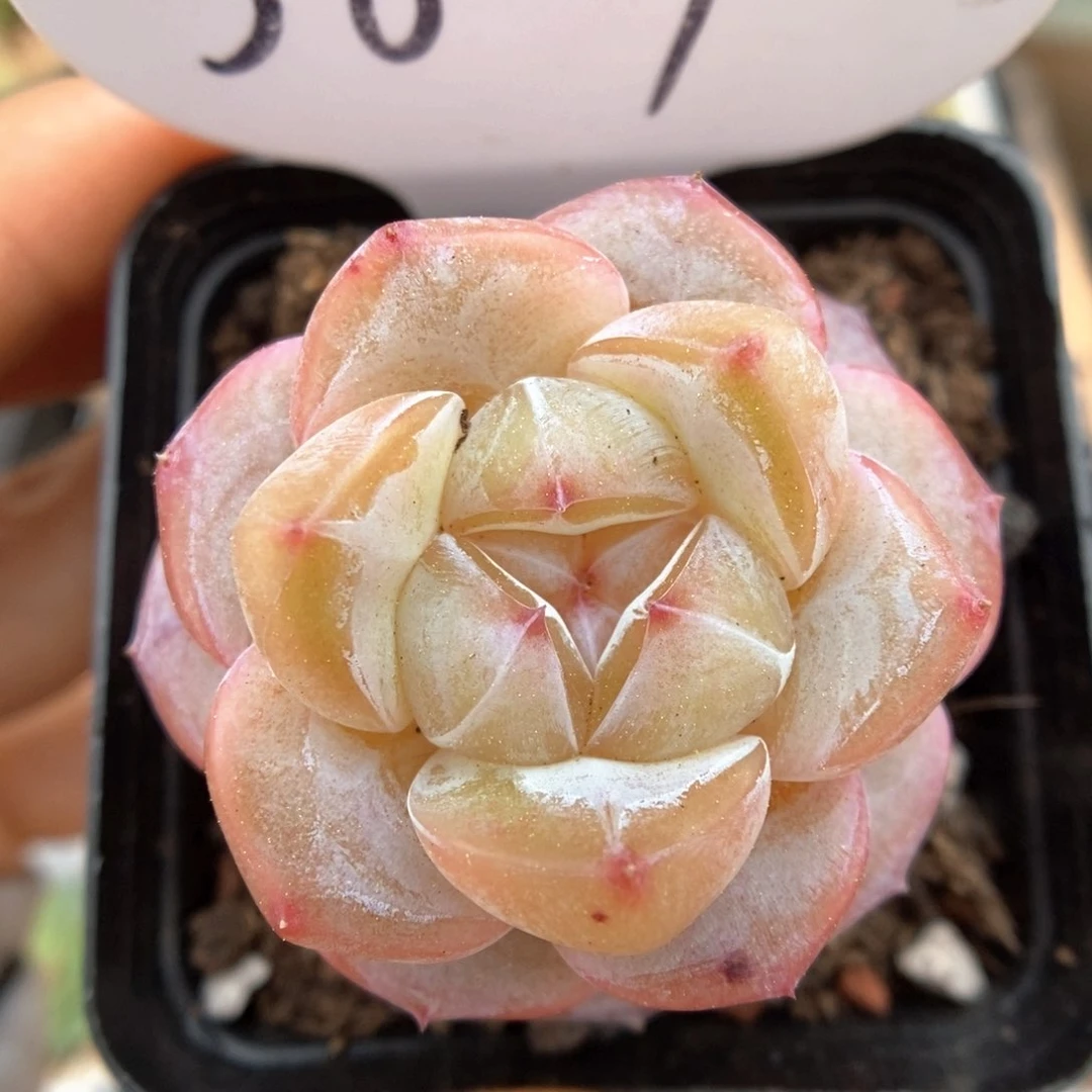 星河可拍387号。     