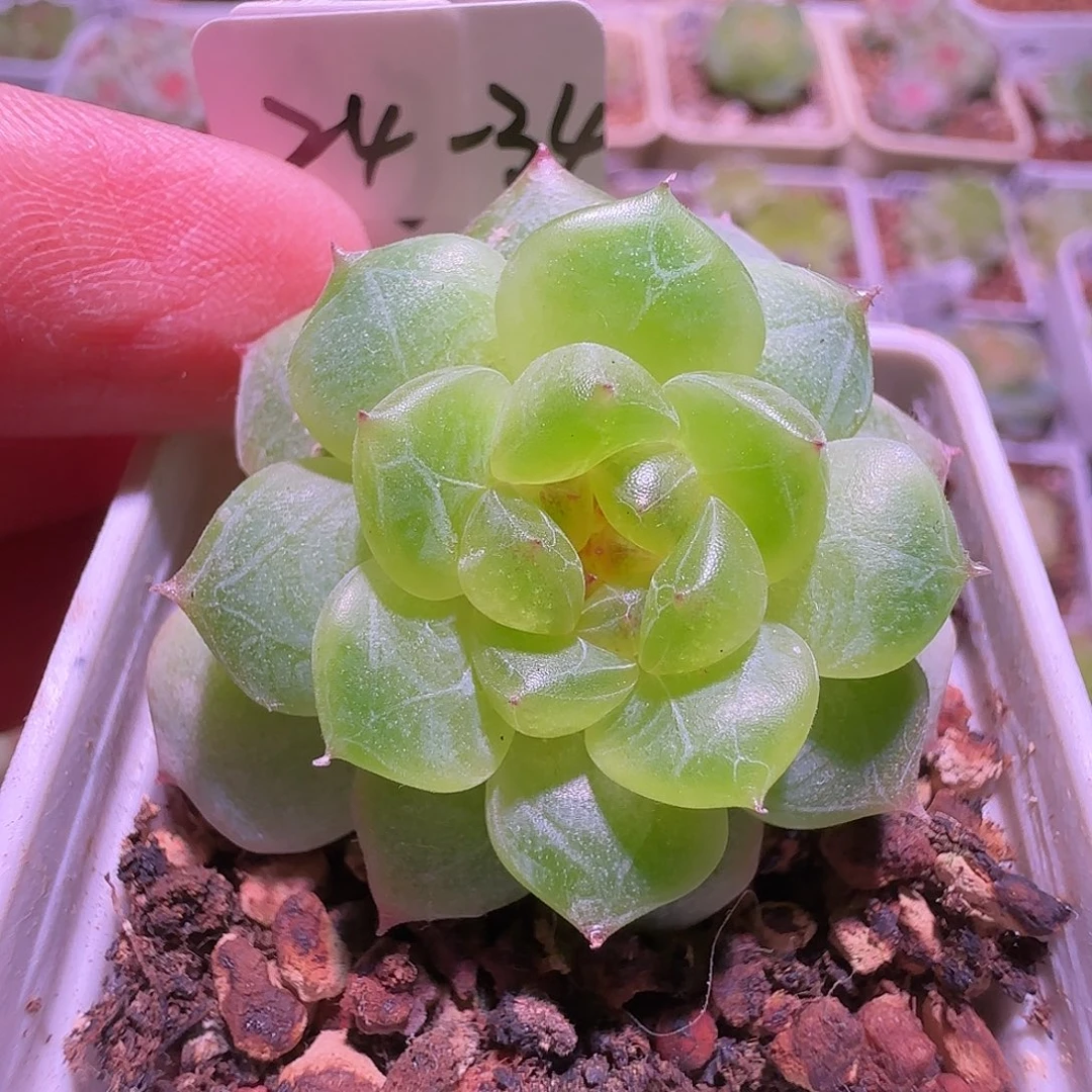 24-34福利803甜心