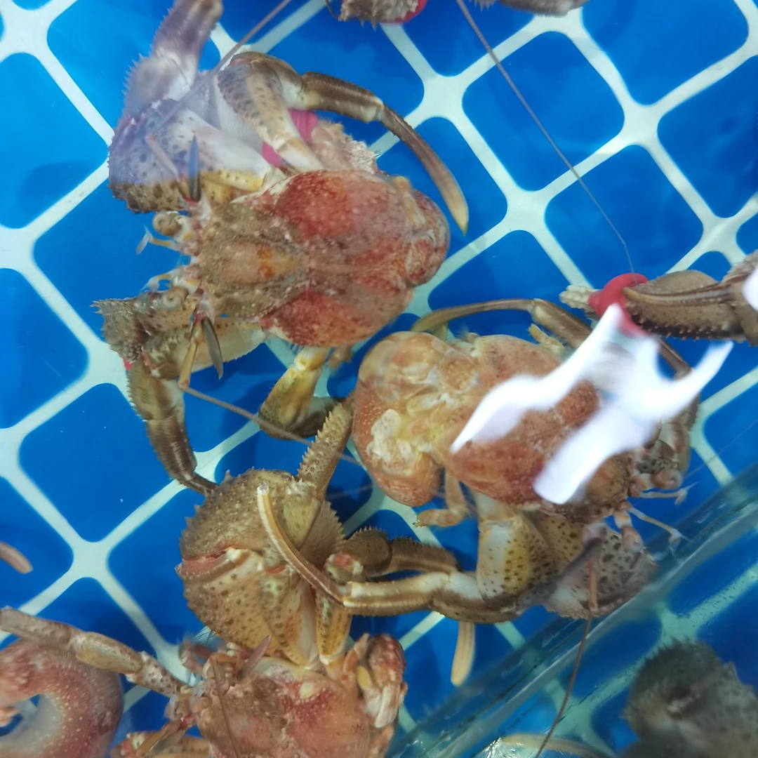 大连寄居蟹 虾怪 不带壳全是肉的 二斤装