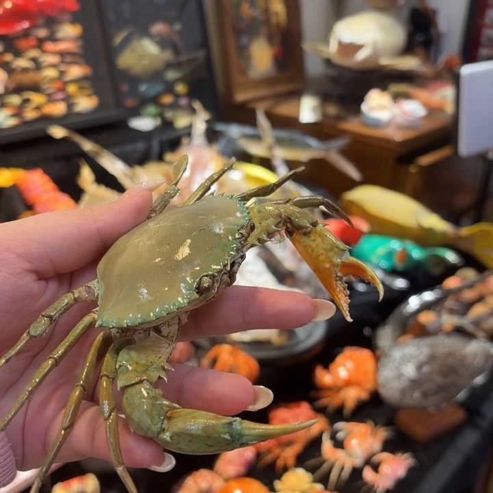 真实梭子蟹小青蟹标本