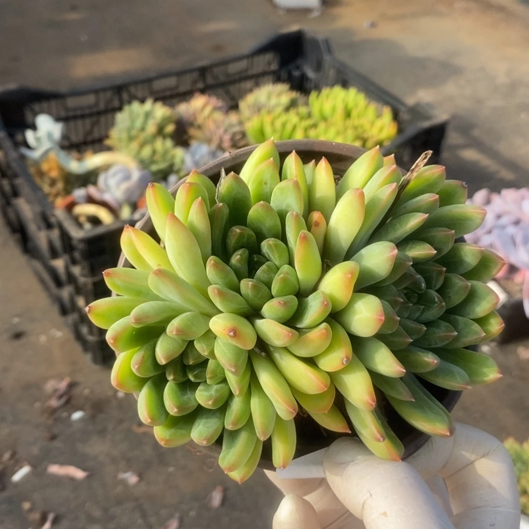 8352青花瓷一物一拍