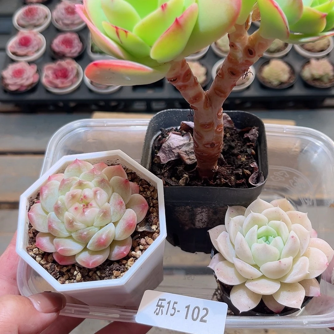 乐15-102 框拍4颗