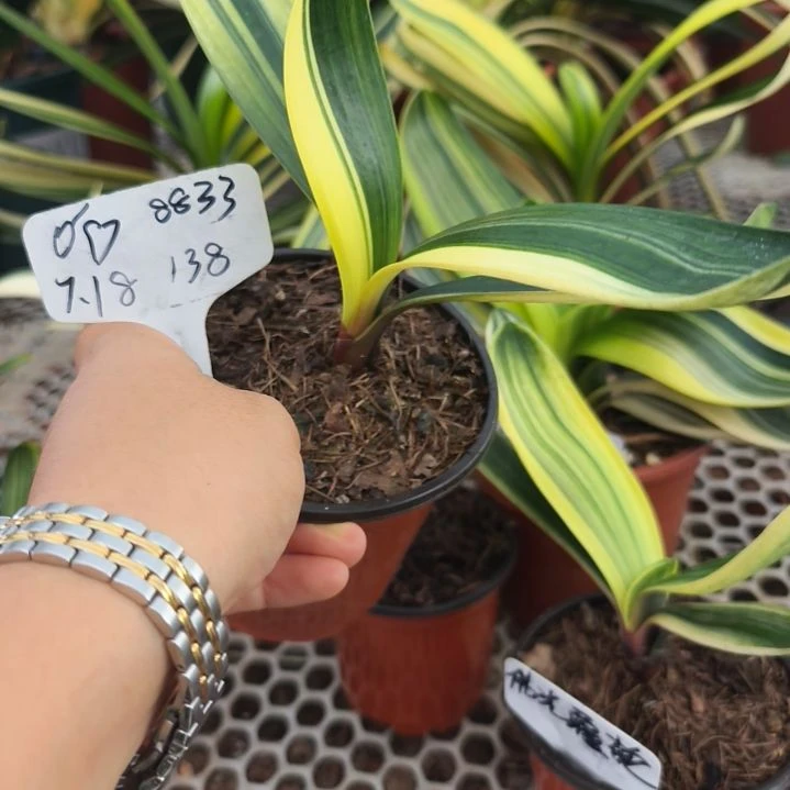 ó***ッ当前无花栽培后可以开花鸳鸯特价138