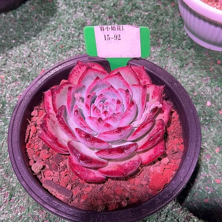 15.92紫卡带盆一个朵肉