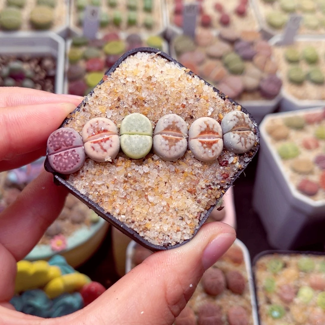 355号带盆包邮发货