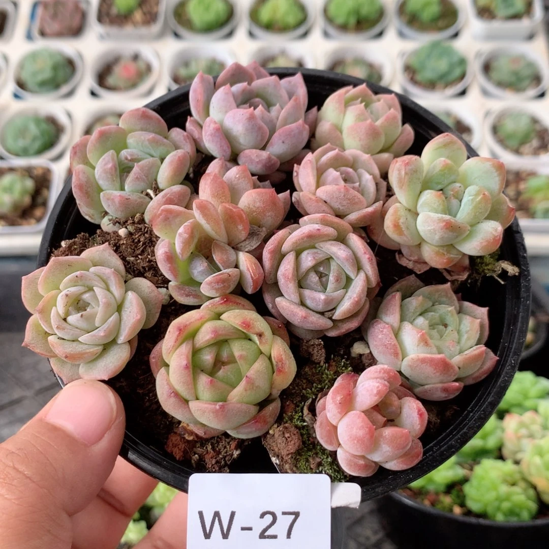 无花朵W27英语英语